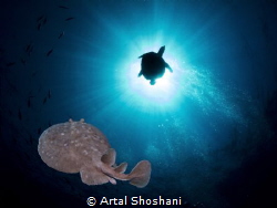 Electric Ray and a turtule close to the sun.
Red Sea, Eg... by Artal Shoshani 
